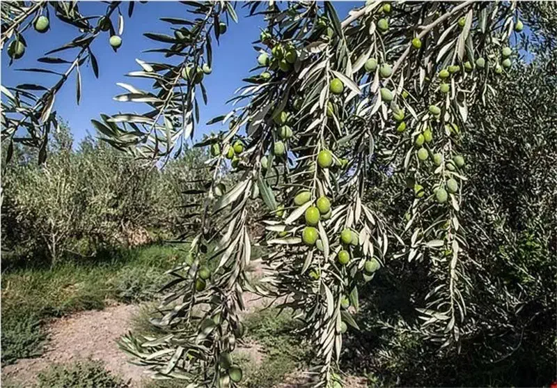 فروش روغن زیتون خالص بشرط آزمایشگاه100٪طبیعی|عمده‌فروشی|شیراز, برمشور علیا|دیوار