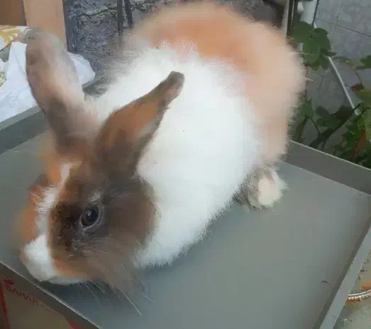 خرگوش ناز|موش و خرگوش|رشت, جانبازان|دیوار