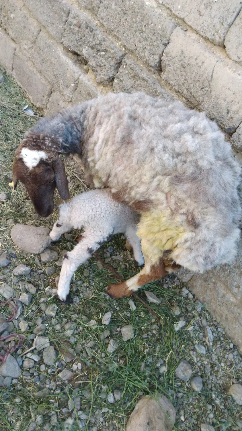 میش وبره ماده قیمت ۱۲۵۰۰|حیوانات مزرعه|کهنوج, |دیوار