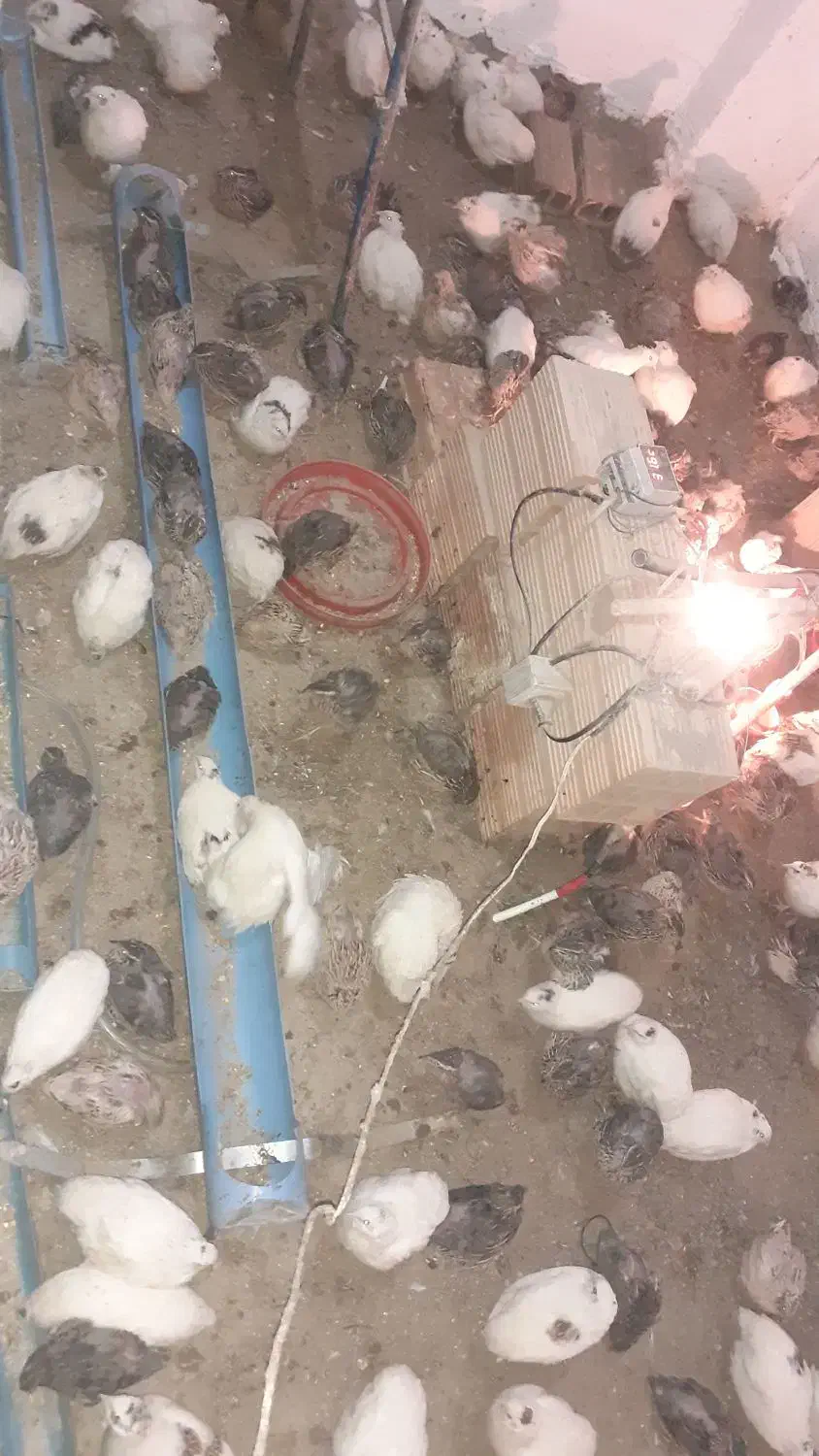 پرنده دونه ۸۰تومان|حیوانات مزرعه|فاضل آباد, |دیوار