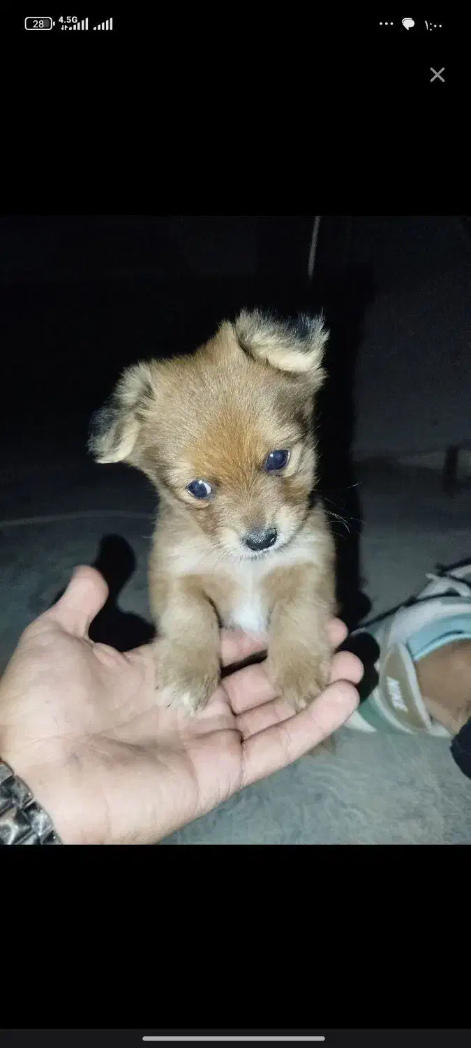 اشپیتز سگ|سگ|ورامین, ورامین|دیوار