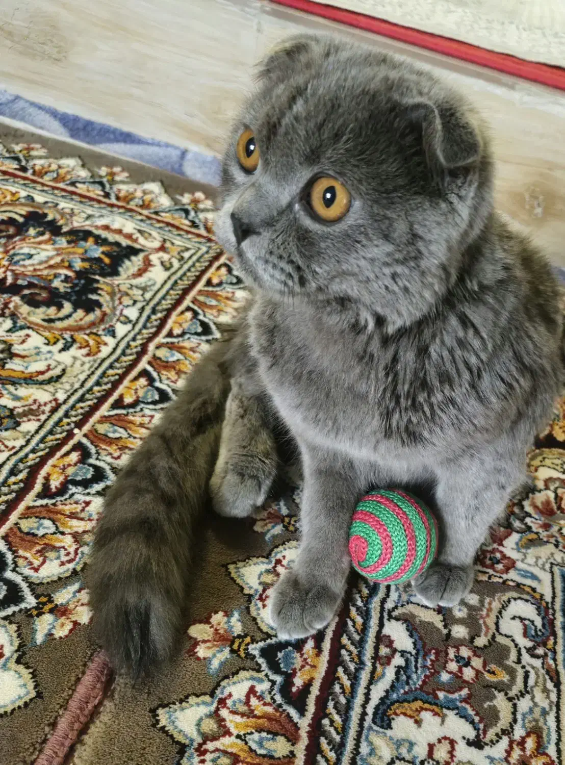 گربه اسکاتیش بلو|گربه|هشترود, |دیوار