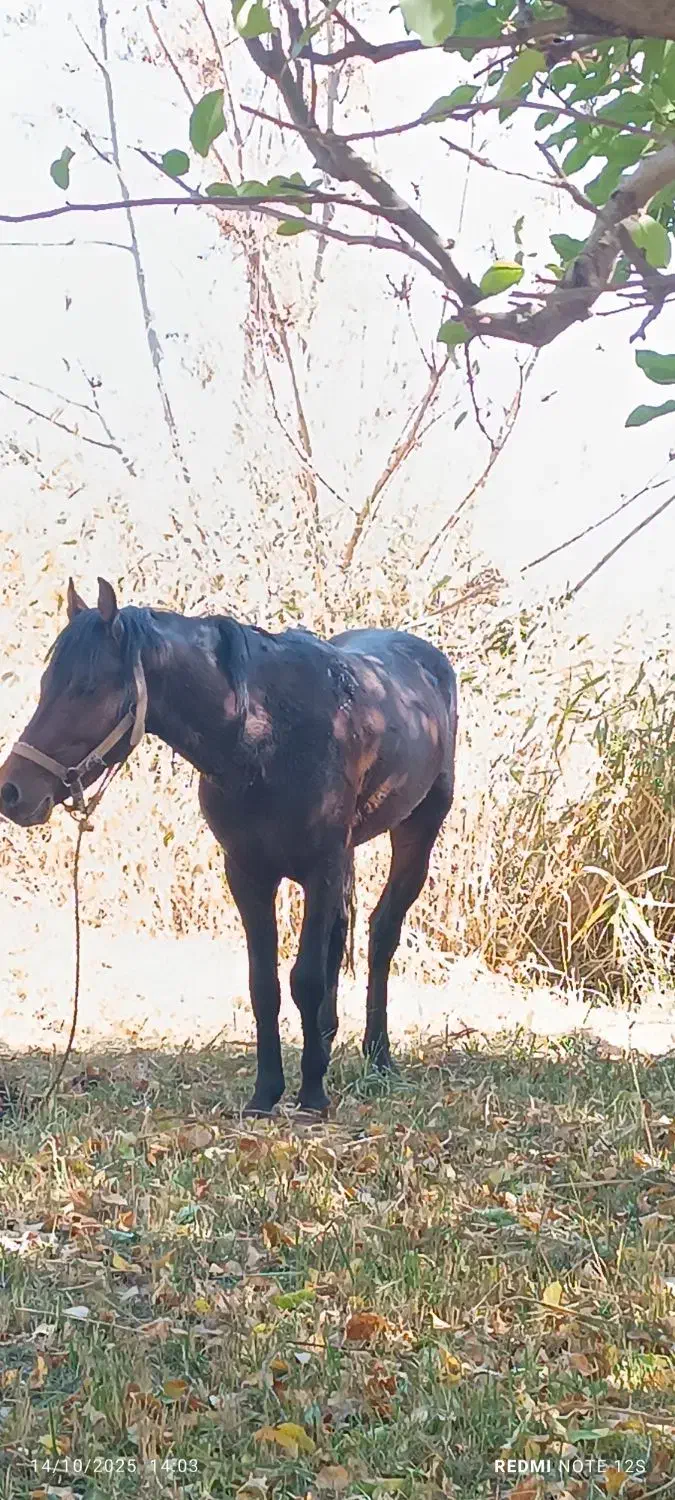 15عدد اسب مادیون|اسب و تجهیزات اسب‌سواری|سیلوانه, |دیوار