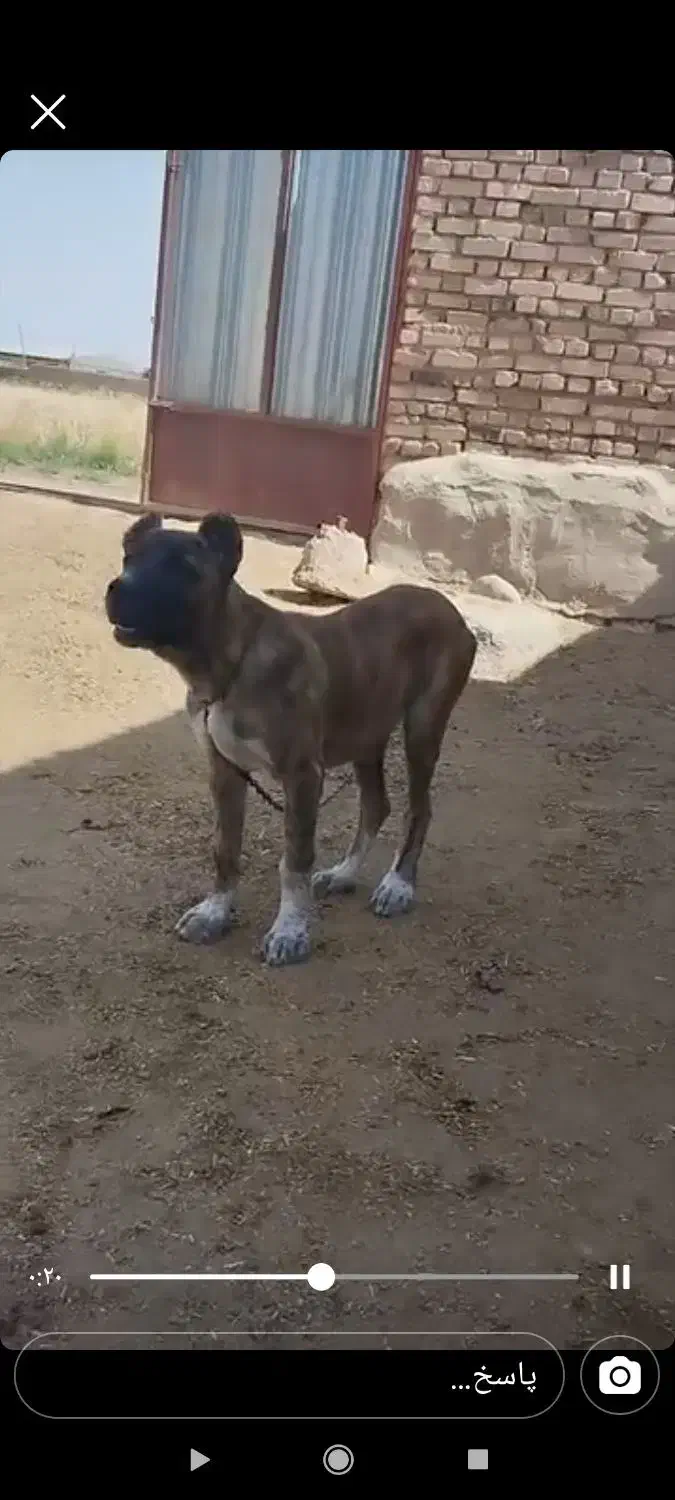 گمشده|حیوانات|سبزوار, اسلام آباد|دیوار