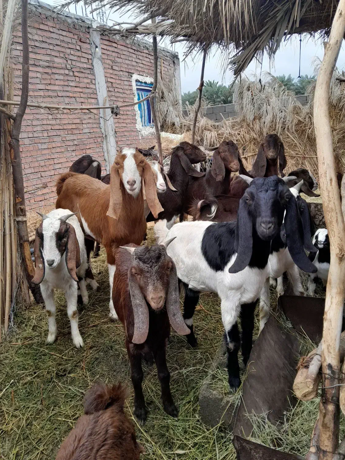 بزرشتی|حیوانات مزرعه|ریگان, |دیوار