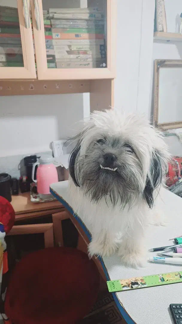 حیوانات خانگی|سگ|قزوین, |دیوار