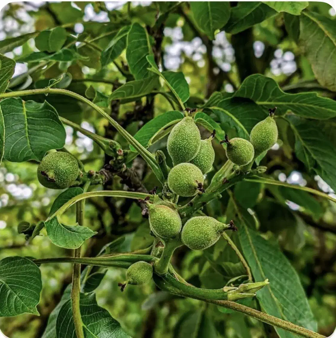 نهالستان همه رقم های کمیاب|خدمات باغبانی و درختکاری|بروجرد, |دیوار