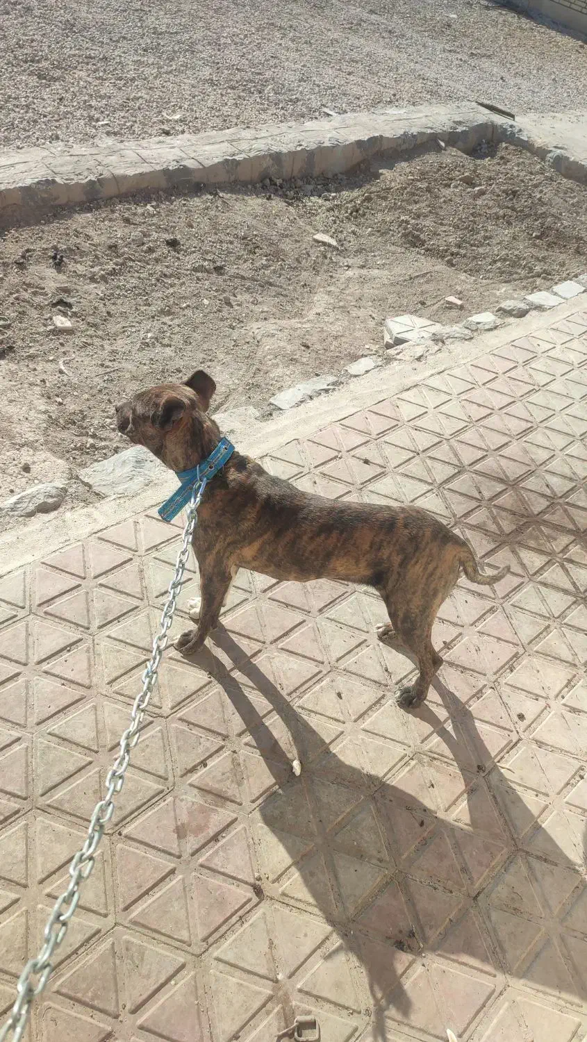 پیت بول|سگ|لنجان, |دیوار