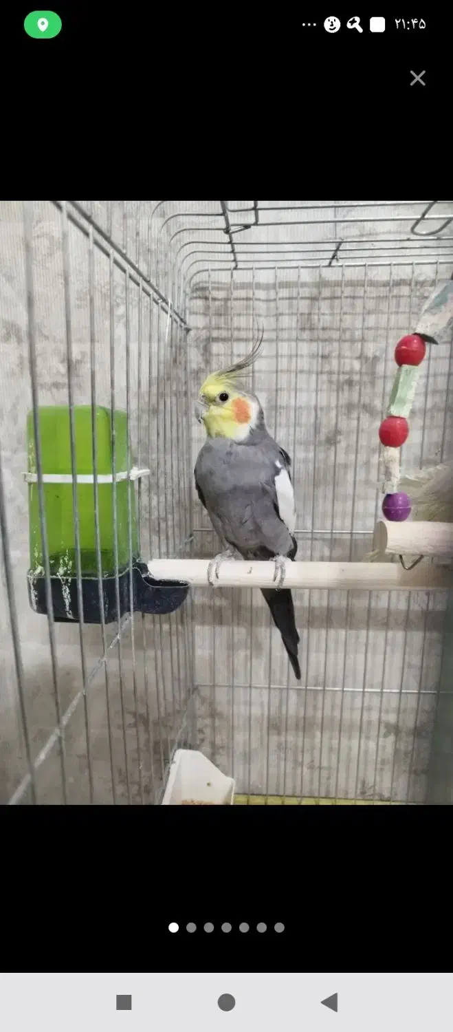 عروس هلندی معاوضه قناری|پرنده|محمدشهر, محمدشهر|دیوار