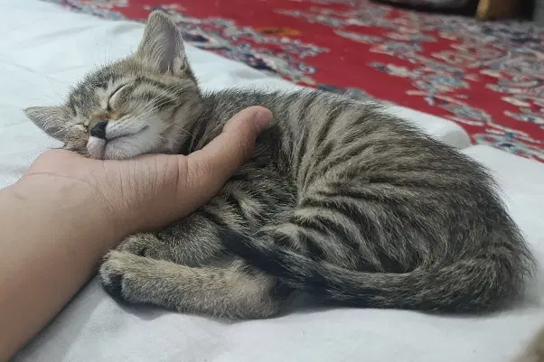 گربه|گربه|داراب, |دیوار