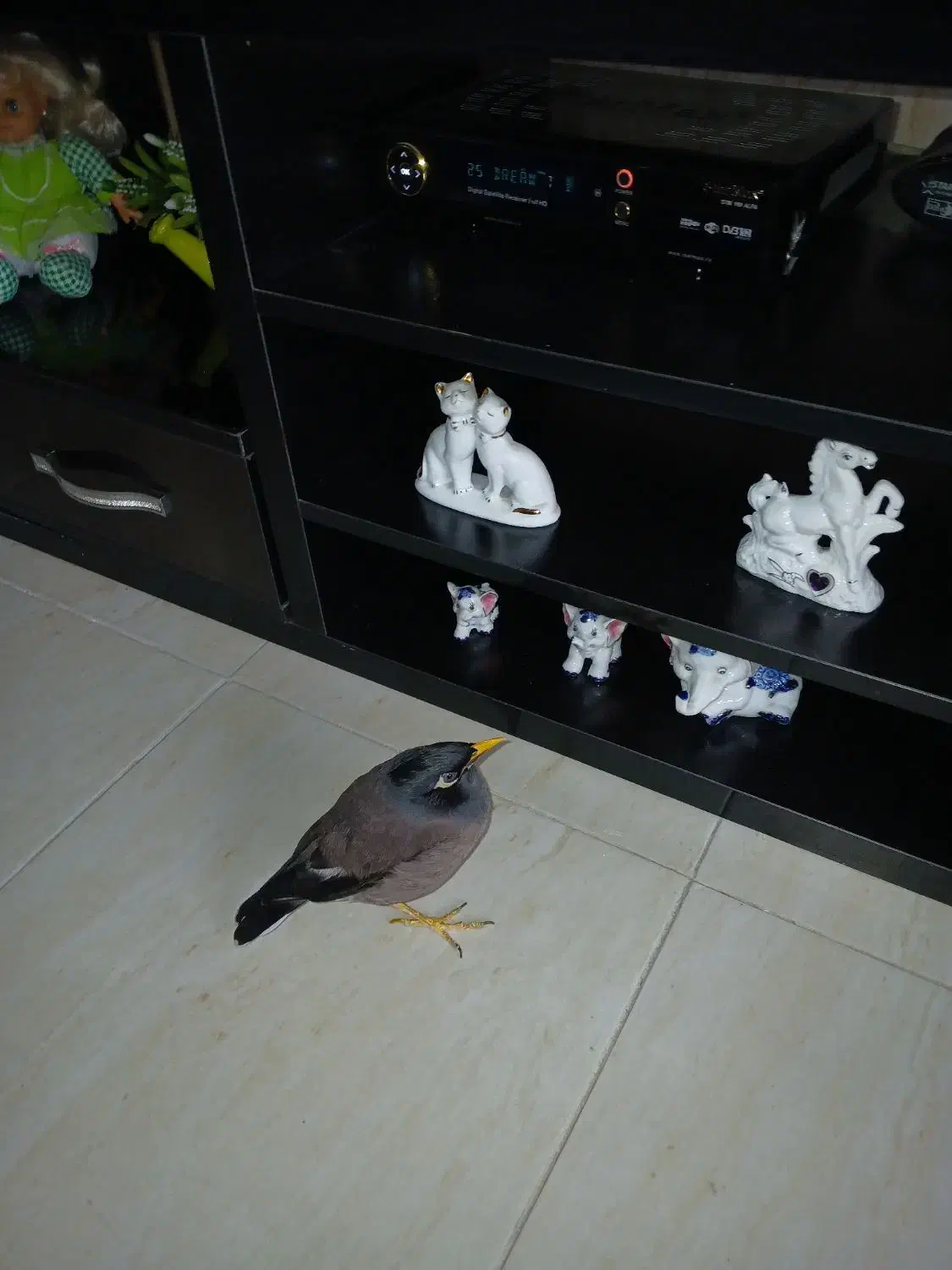 پرنده مینا ی من گمشده|حیوانات|تبریز, |دیوار