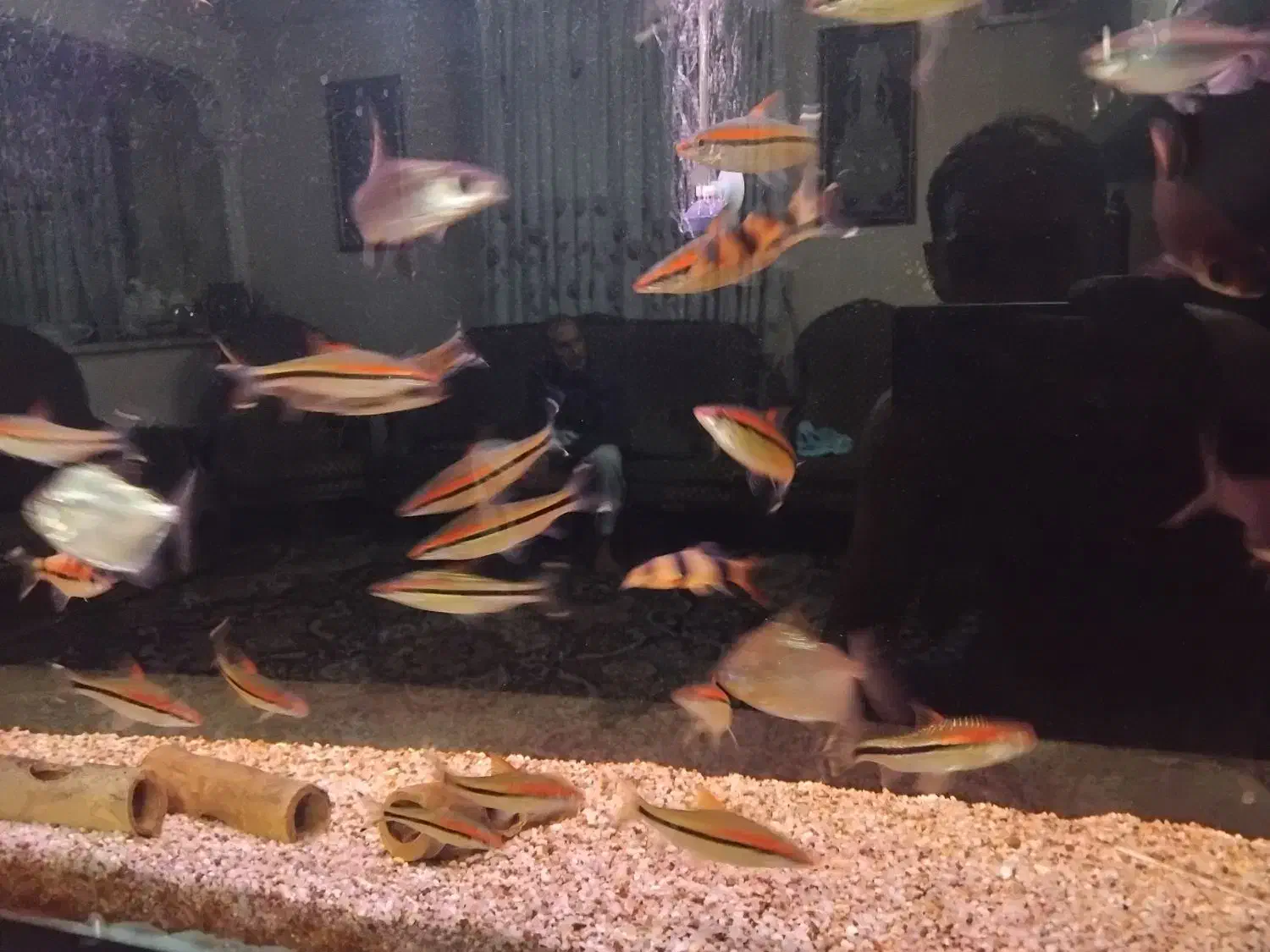 ماهی زینتی|ماهی|ری, دولتآباد|دیوار