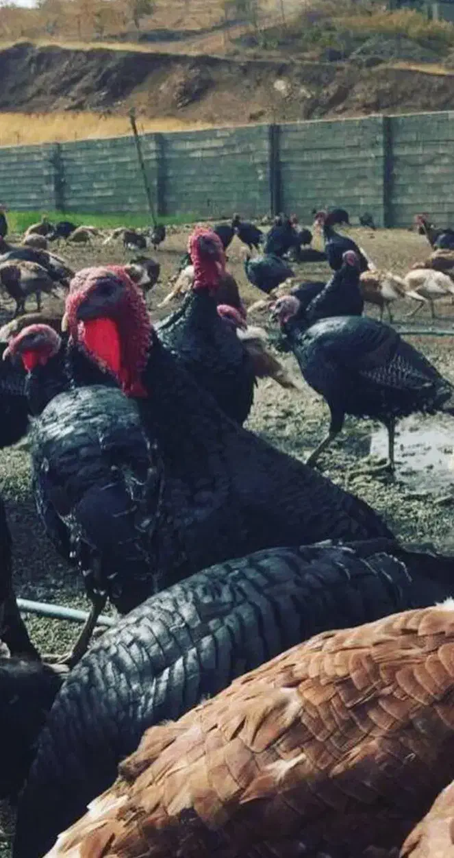 بوقلمون محلی|حیوانات مزرعه|بانه, |دیوار