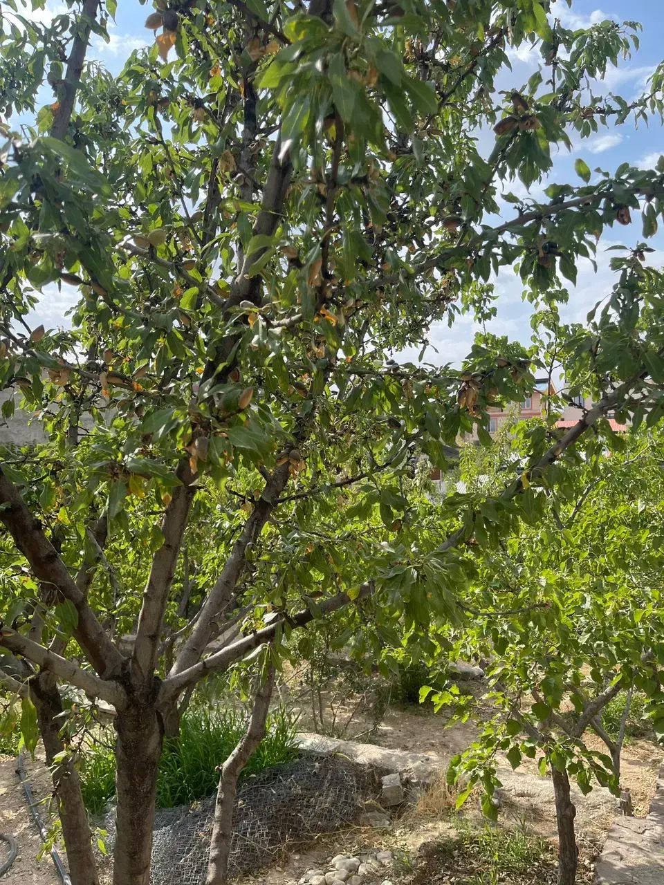 ویلاباغ۸۰۰زمین۷۰بناچشم انداز دوکله*مهرابادسروستان*|فروش خانه و ویلا|رودهن, |دیوار