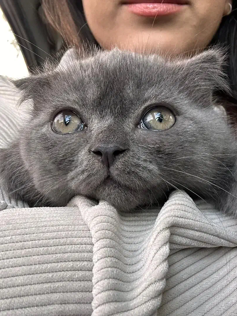 واگذاری گربه اسکاتیش|گربه|آمل, |دیوار