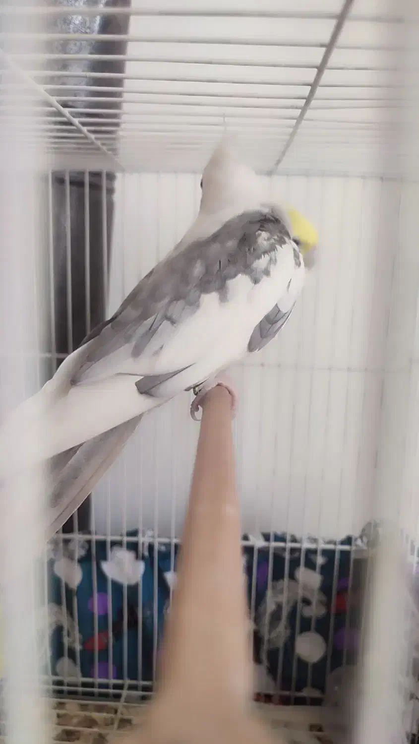 یک جفت عروس هلندی تخم گذار همراه با قفس و وسایل|پرنده|مشهد, توس (بلوار توس)|دیوار