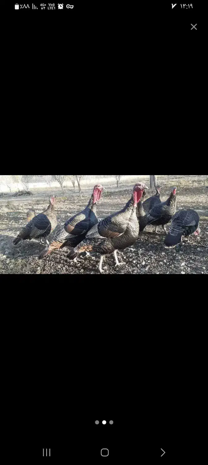 بوقلمون نر ماده ۸ ماهه|حیوانات مزرعه|اردبیل, |دیوار