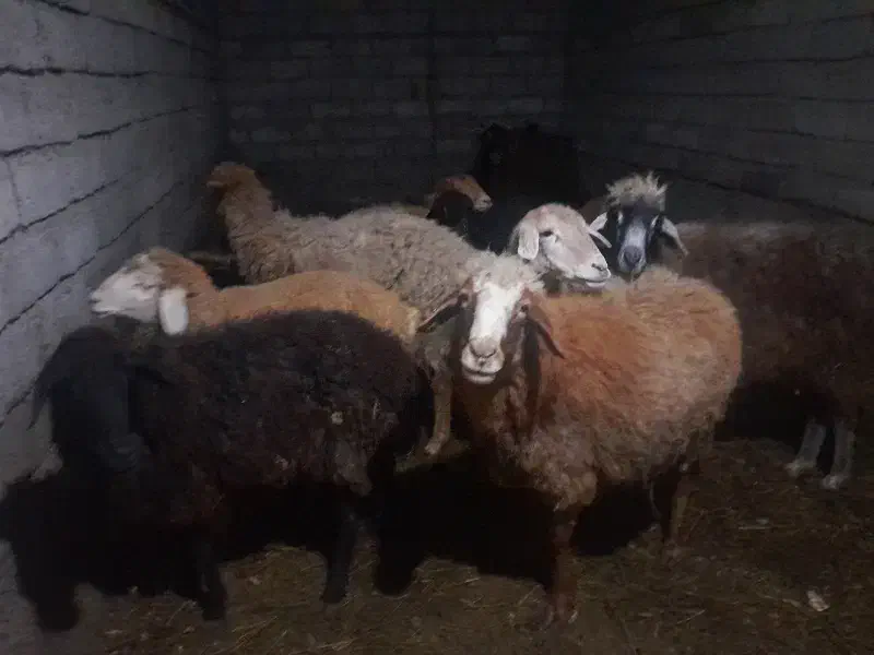 ۳عدد گوسفند ۱ عدد بز و بزغاله|حیوانات مزرعه|پارس‌آباد, |دیوار