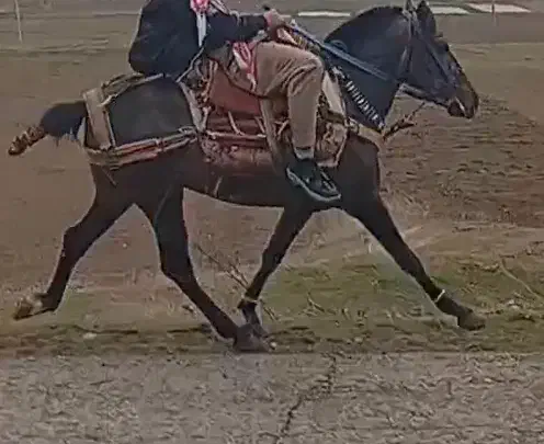 مریوان|اسب و تجهیزات اسبسواری|خاو و میرآباد, |دیوار