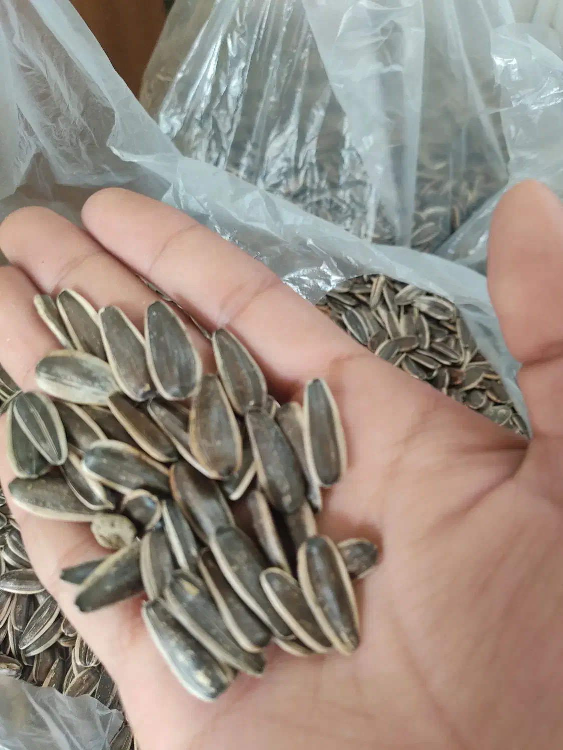 تخم آفتابگردان s400|خوردنی و آشامیدنی|شاهینشهر, گزبرخوار|دیوار