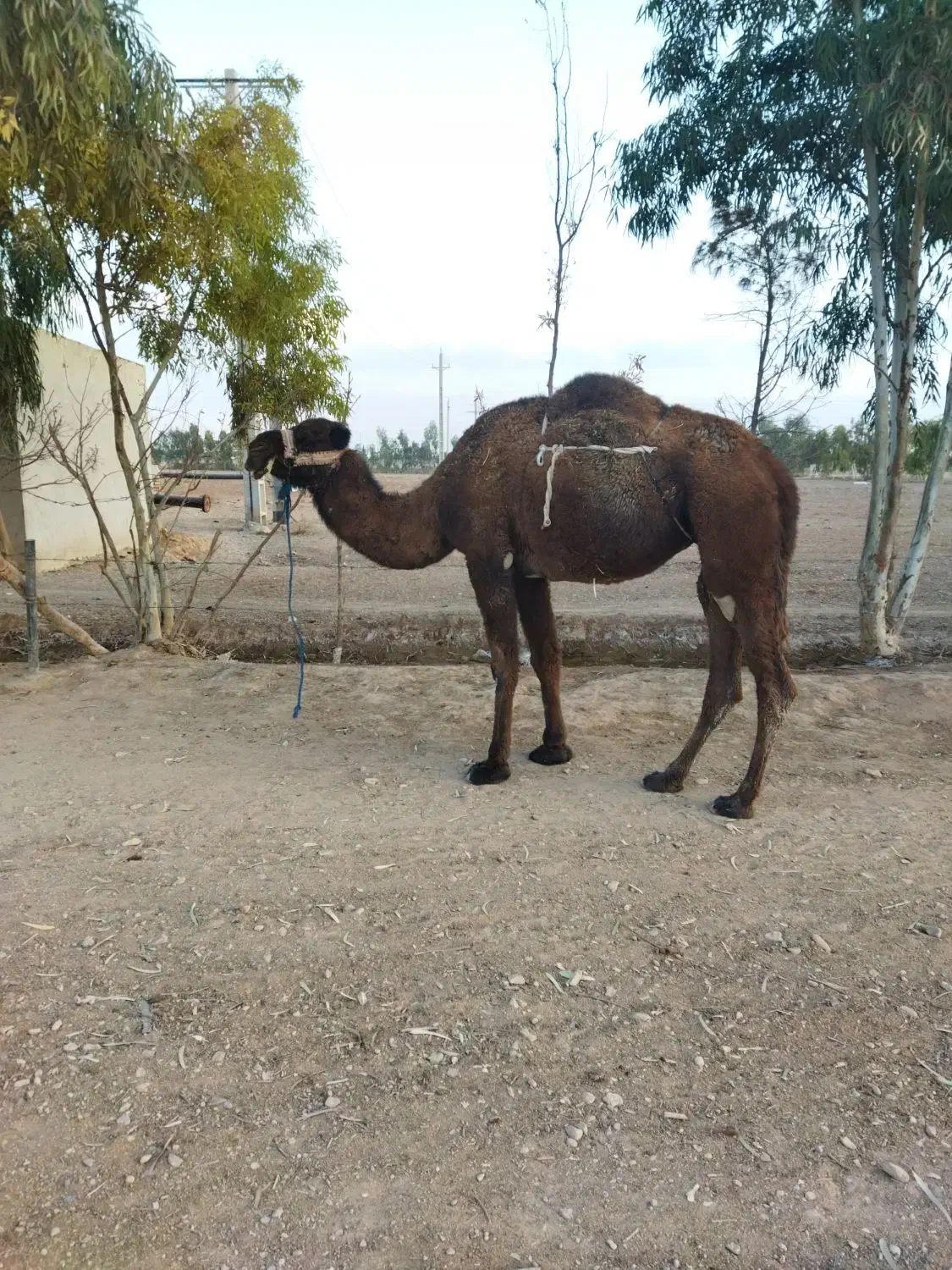 شترارونه فروشی|حیوانات مزرعه|تهران, جوادیه|دیوار