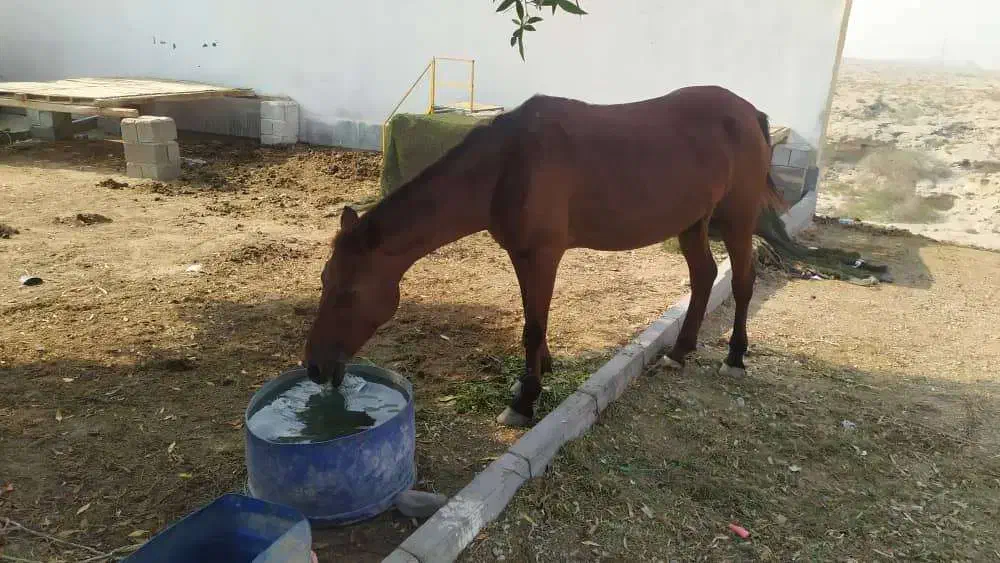 فروشی|اسب و تجهیزات اسبسواری|بندرعباس, |دیوار