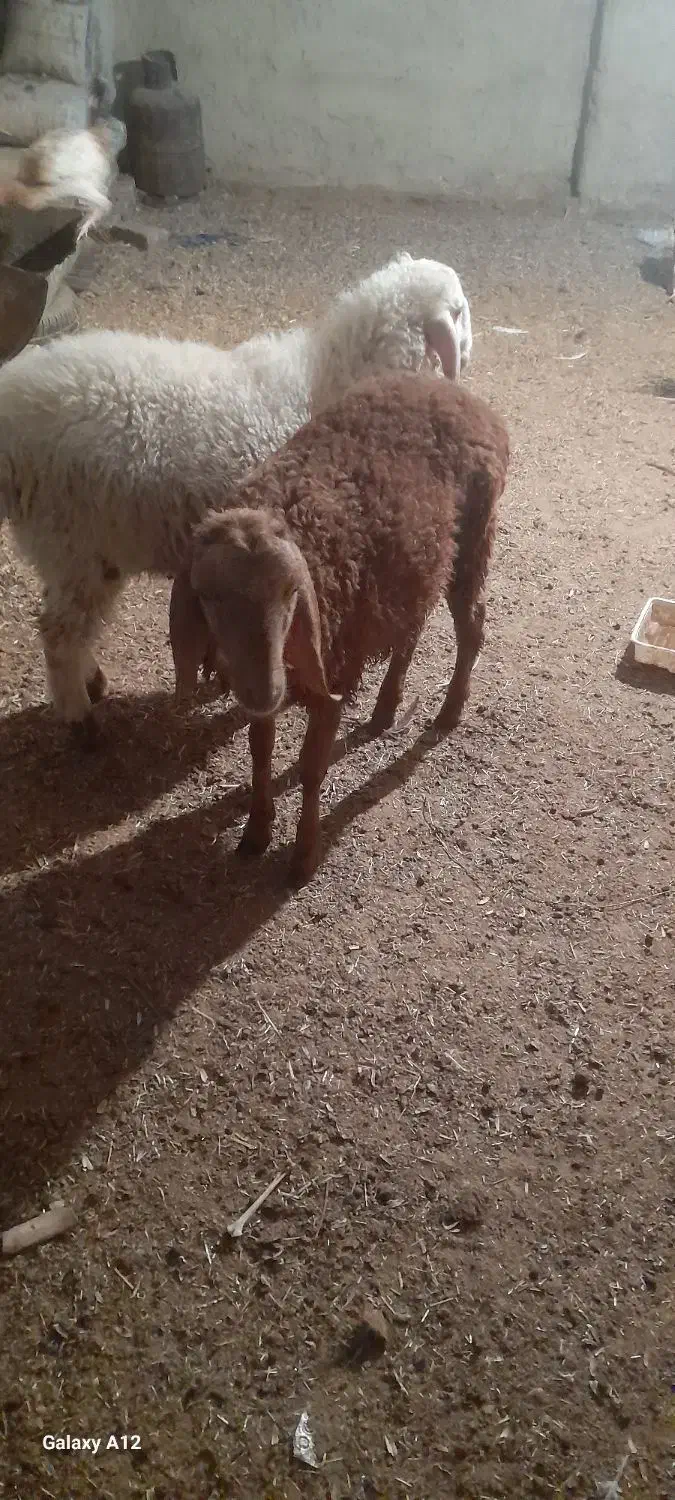 بره نر|حیوانات مزرعه|تیمور آباد, |دیوار