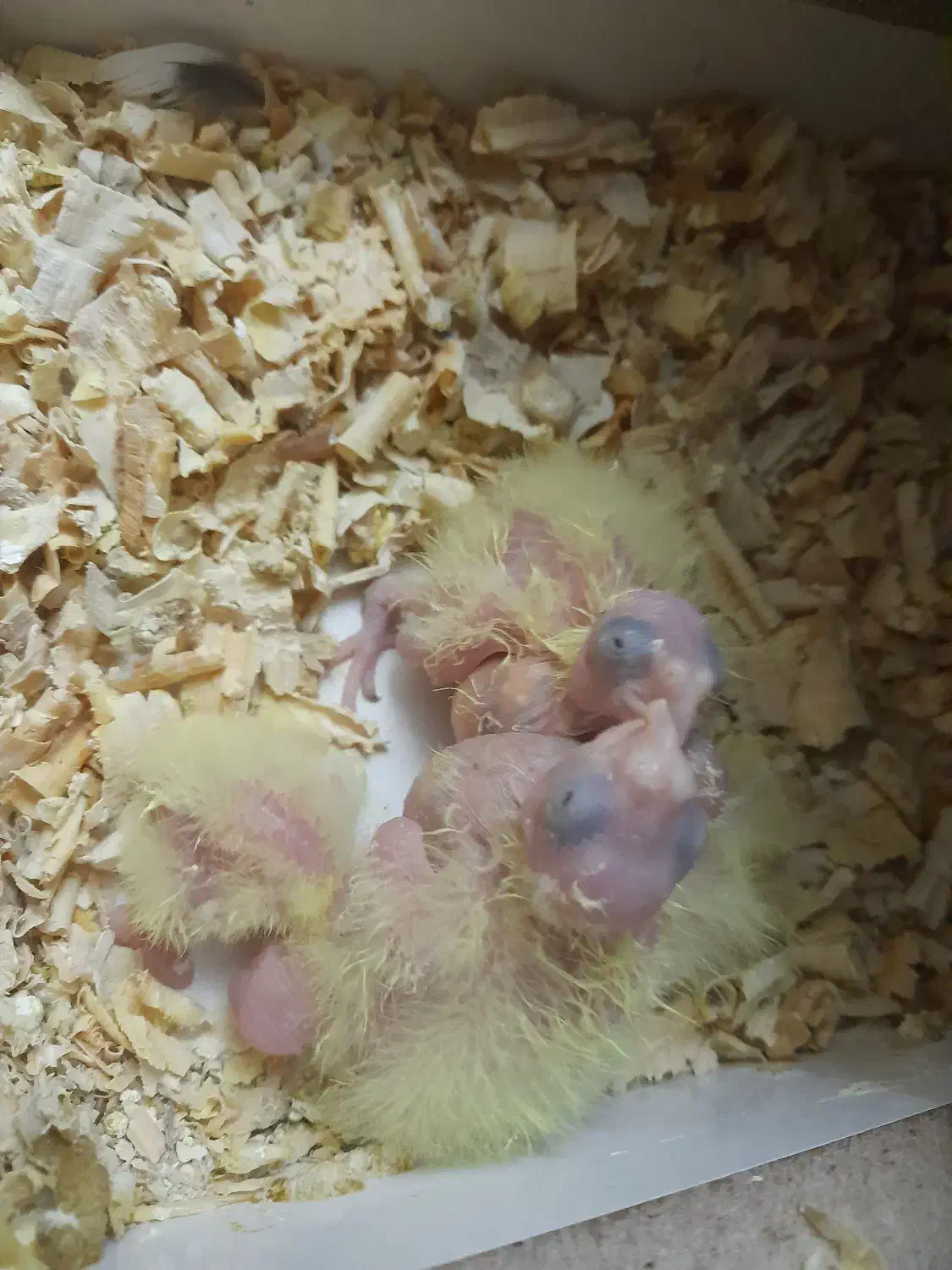 طوطی جوجه عروس هلندی|پرنده|کرج, چهارصد دستگاه|دیوار