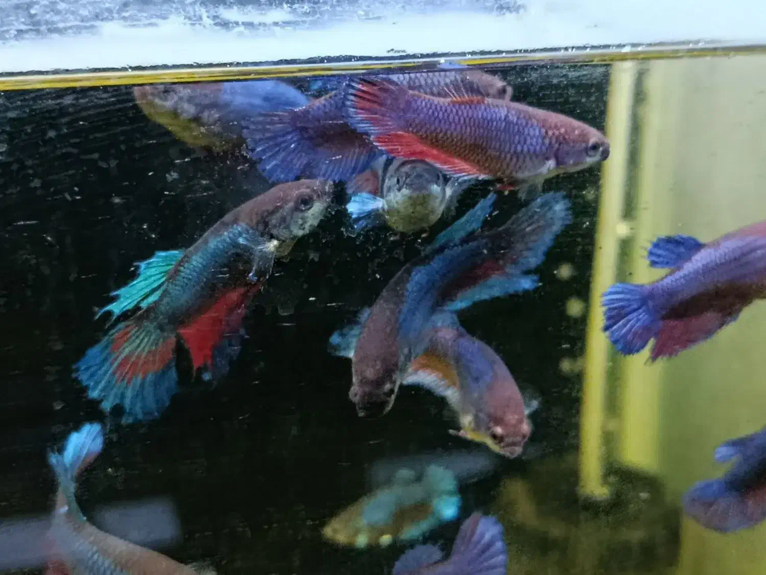 فایتر ماده|ماهی|بیرجند, |دیوار