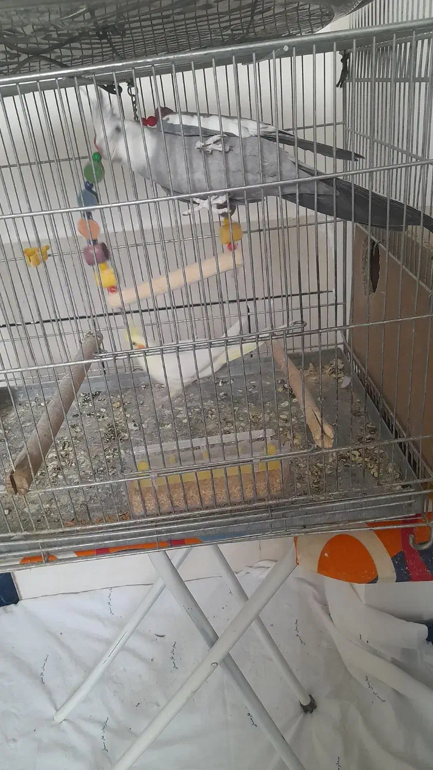 عروس هلندی مولد|پرنده|فارسان, |دیوار