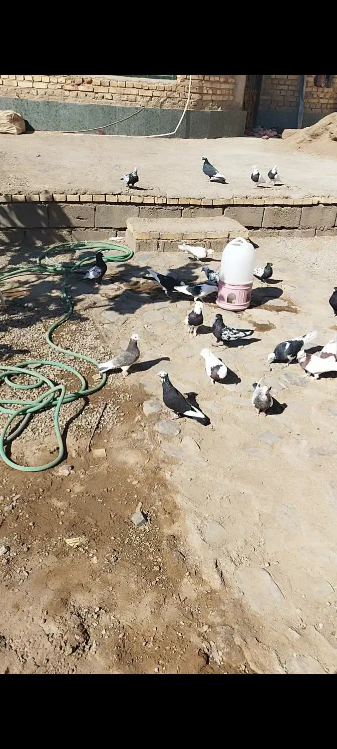 فروش کبوتر|پرنده|کوهبنان, |دیوار