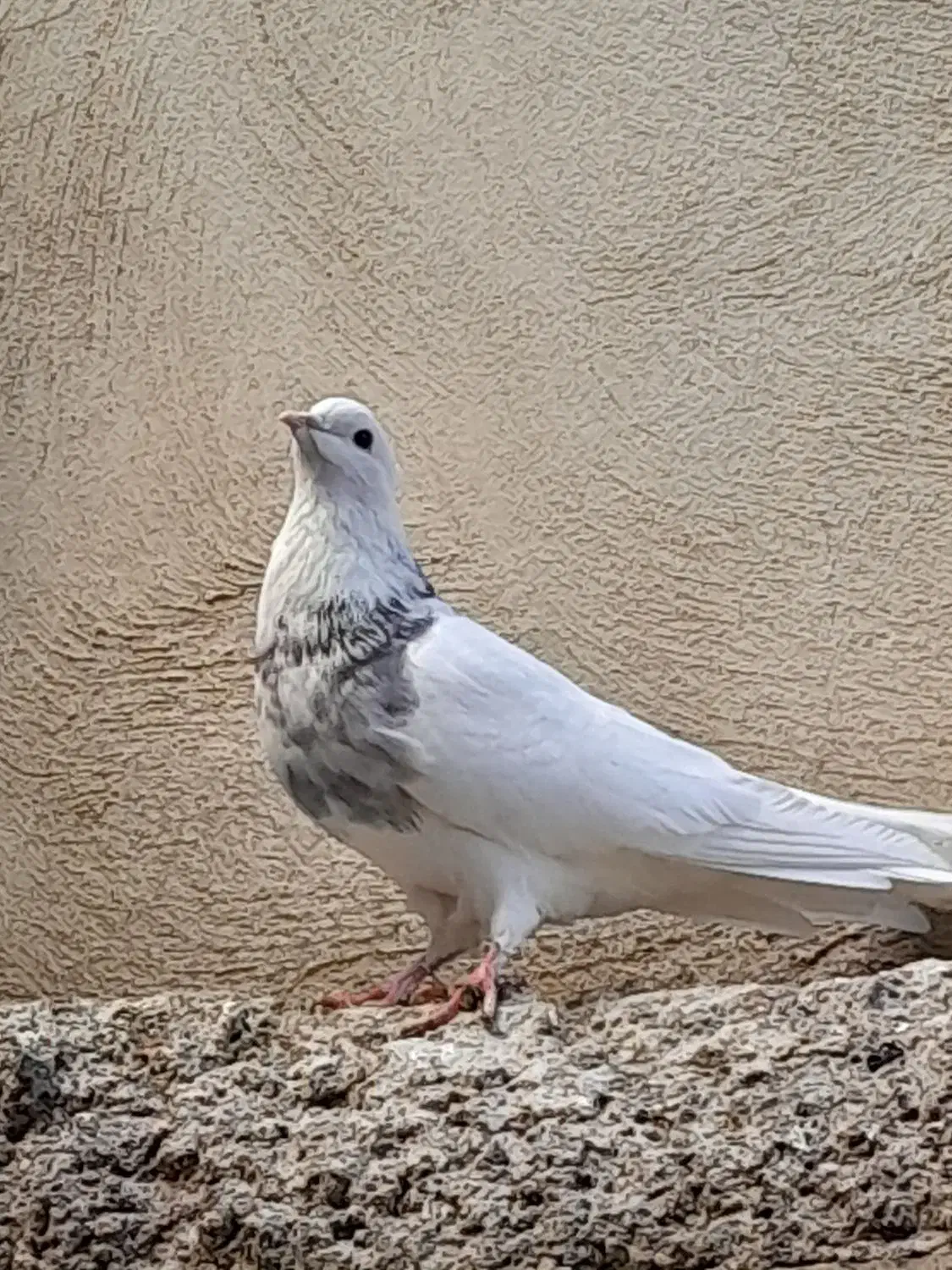 طوقی چند عدد|پرنده|بستان آباد, |دیوار