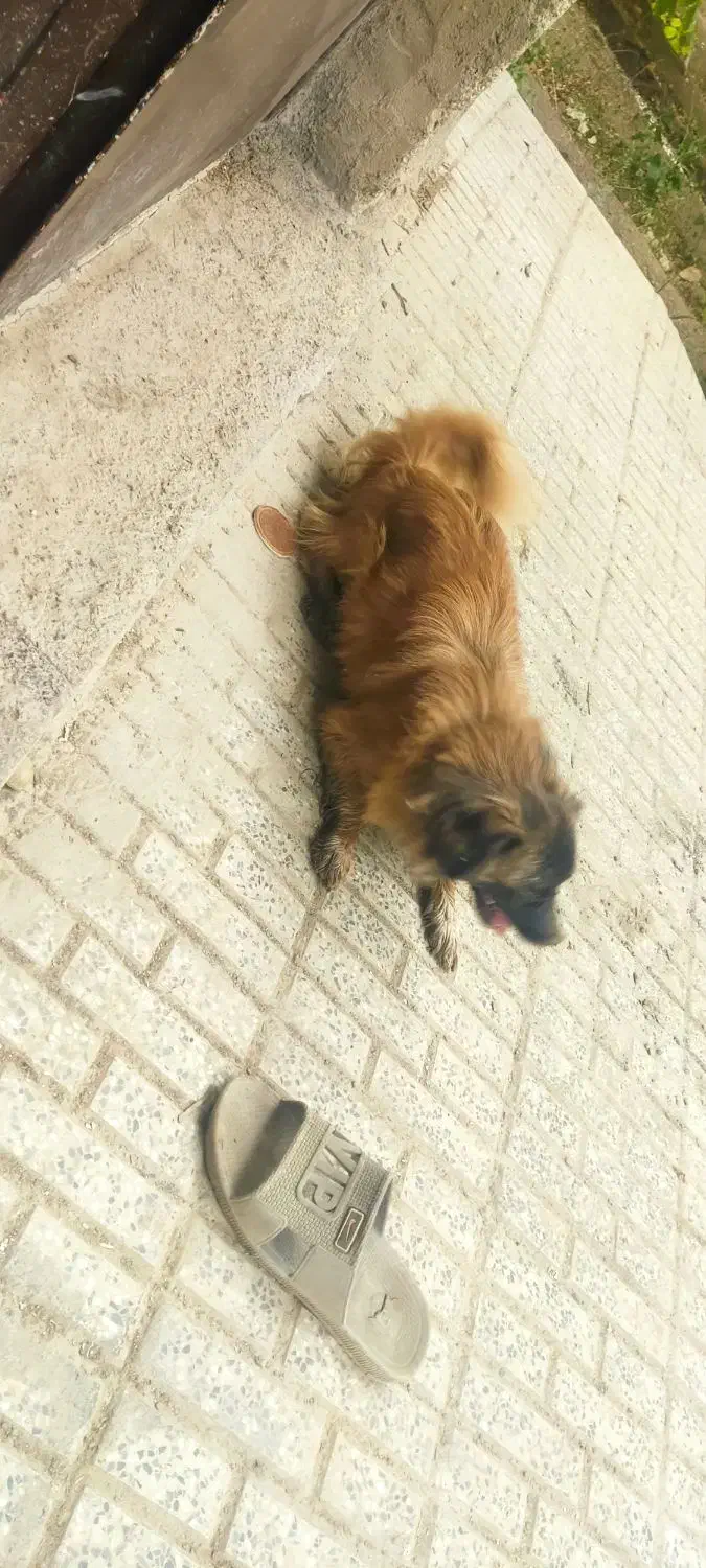 سگ پاپی|سگ|نجف‌آباد, طالقانی|دیوار