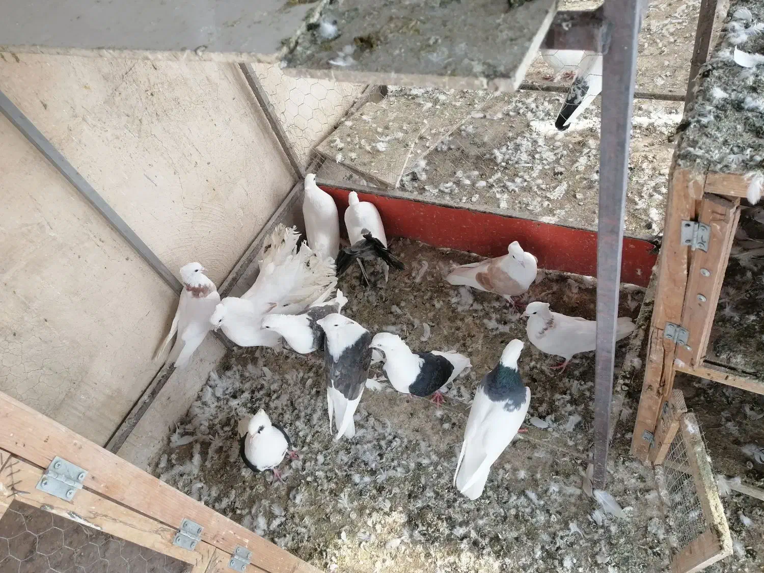 کفتر|پرنده|تهران, اقدسیه|دیوار