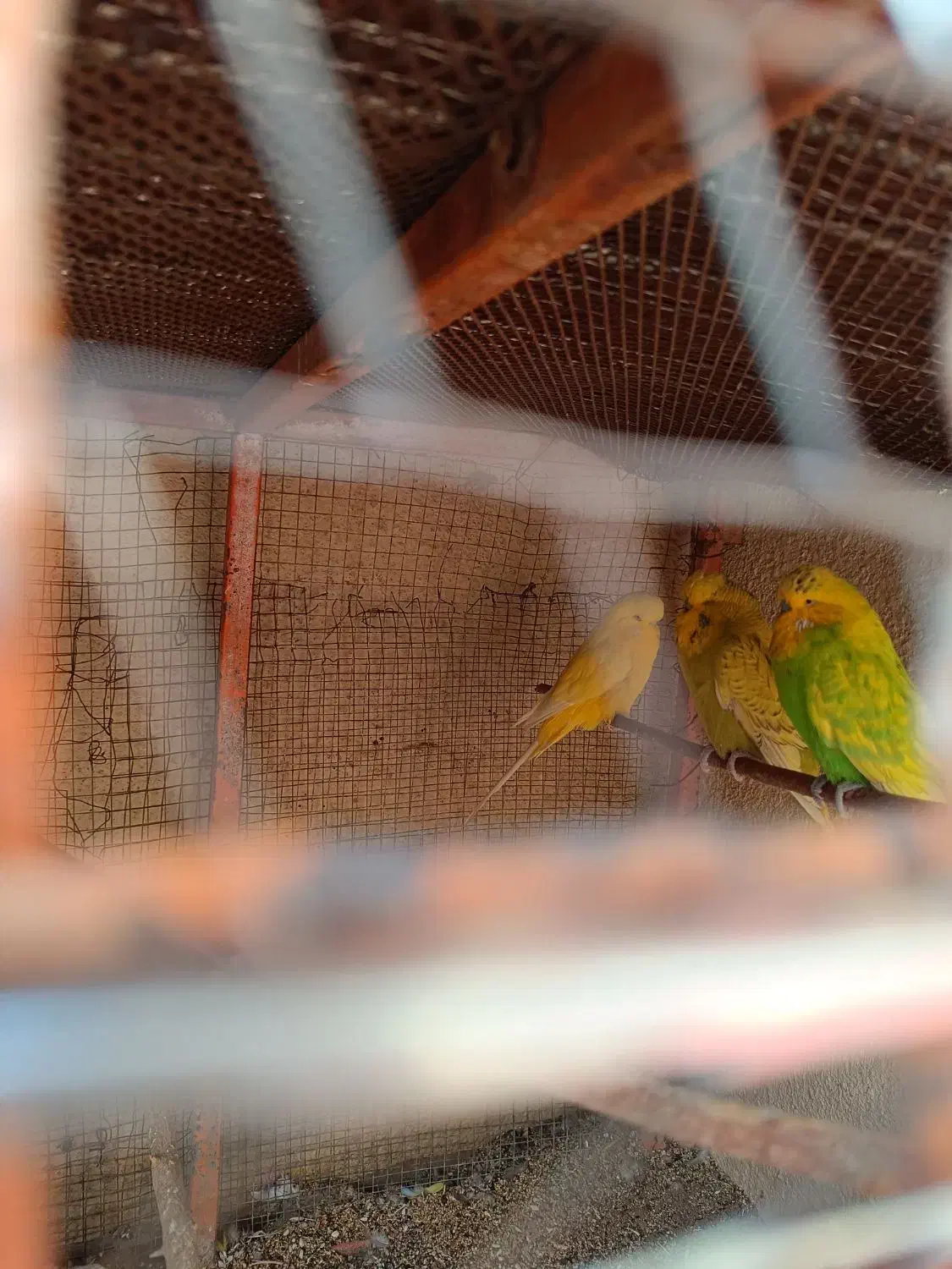 مرغ عشق انگلیسی A.عروس هلندی|پرنده|سیرجان, |دیوار