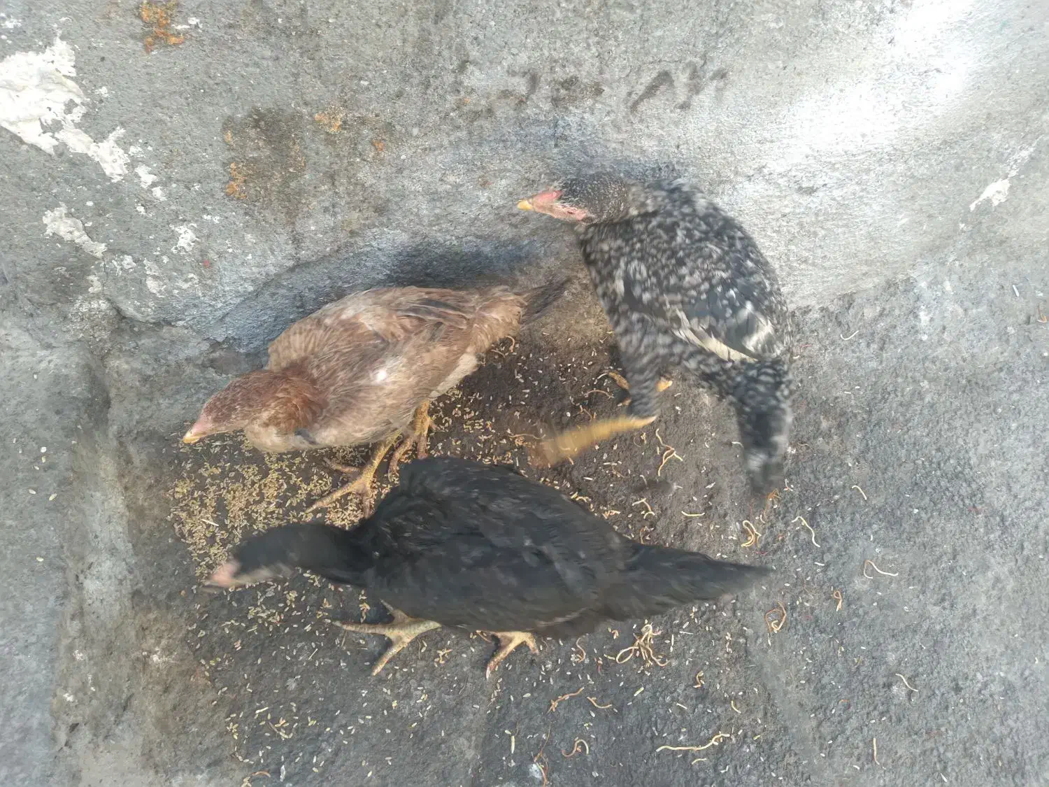 جوجه لاری اصیل|حیوانات مزرعه|مشهد, همت آباد|دیوار