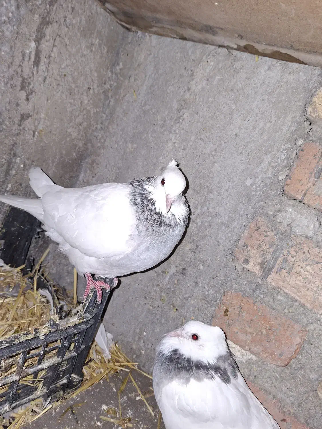 کفتر طوقی|پرنده|چرداول, |دیوار