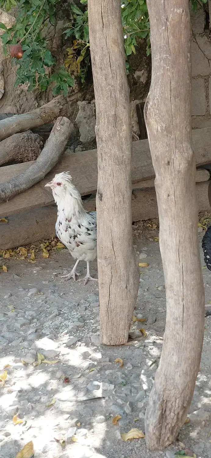 مرغ گلین اصل|حیوانات مزرعه|اصفهان, فجر|دیوار