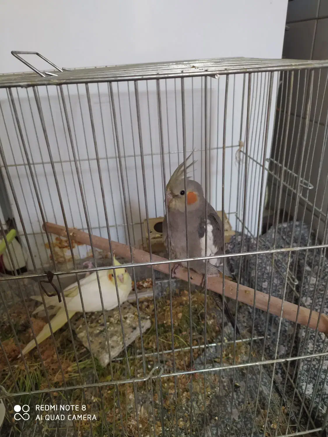 جوجه عروس طوسی|پرنده|اصفهان, سرچشمه|دیوار