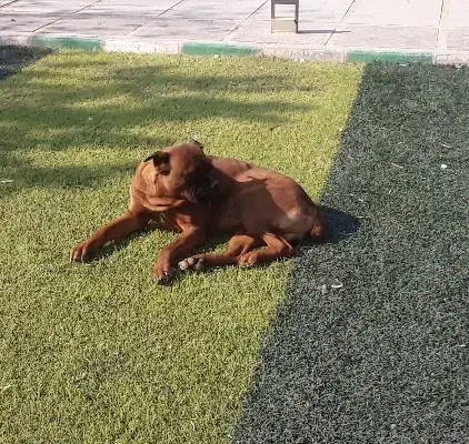 سگ پیت بول|سگ|محمدشهر, همایون ویلا|دیوار