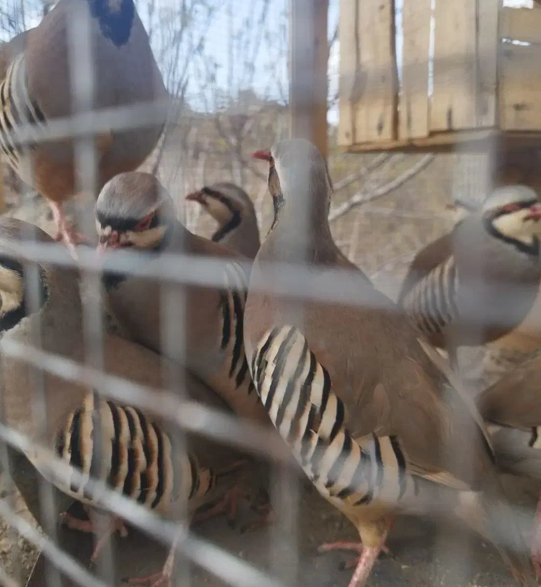 جوجه محلی و بلدرچین و کبوتر|حیوانات مزرعه|جیرفت, |دیوار