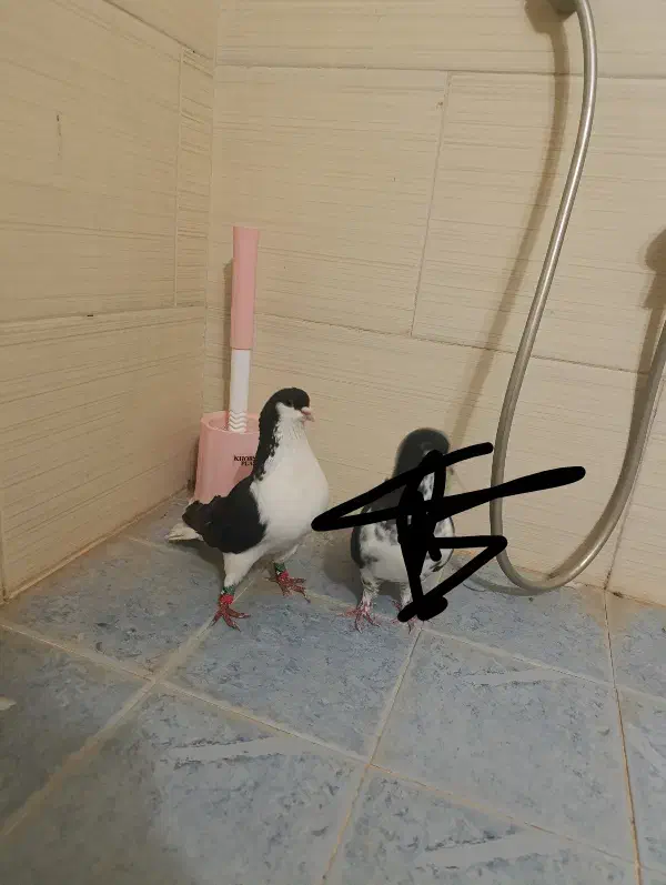 کفتر|پرنده|مرودشت, رامجرد یک|دیوار