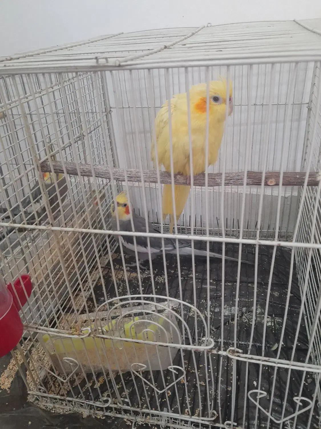 عروس هلندی|پرنده|بندرعباس, |دیوار