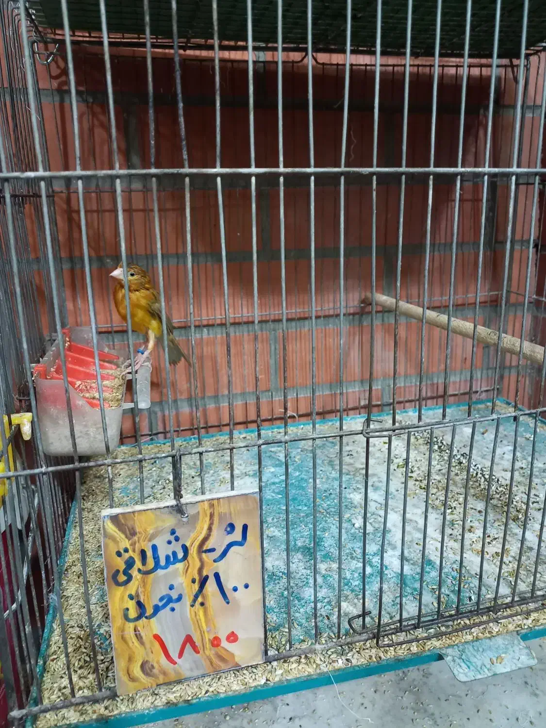 قناری نر وماده|پرنده|خمینی‌شهر, |دیوار