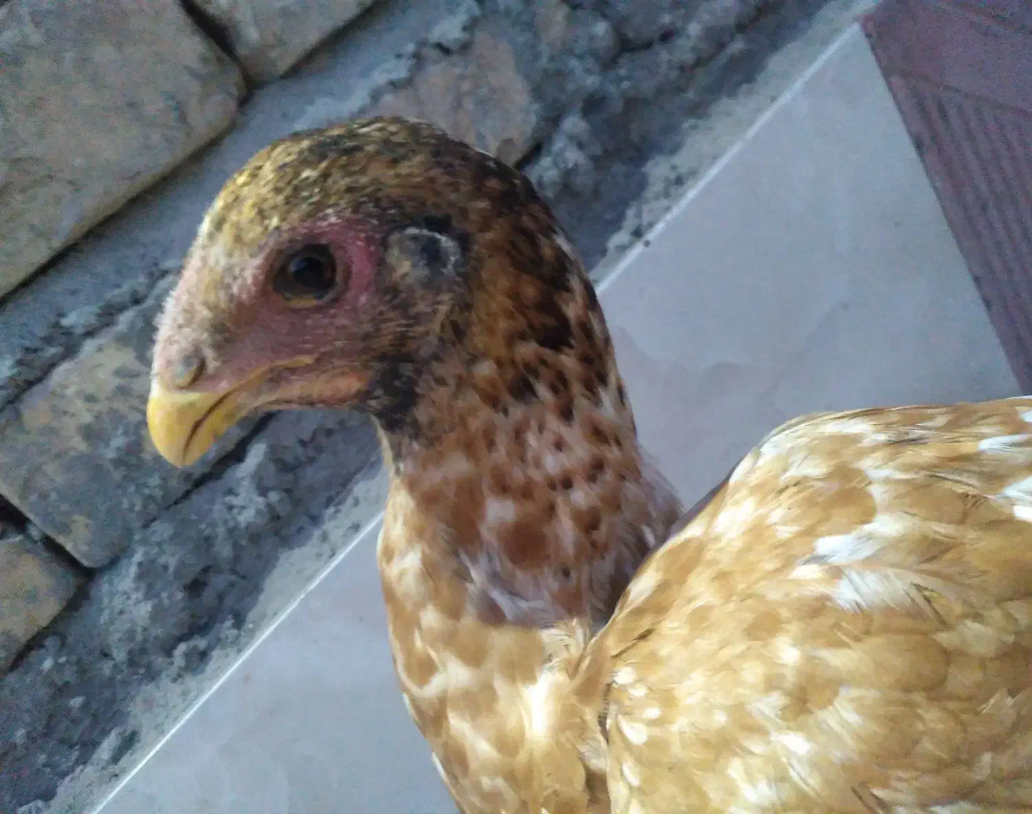 جوجه  لاری افغان اصیل|حیوانات مزرعه|جیرفت, |دیوار