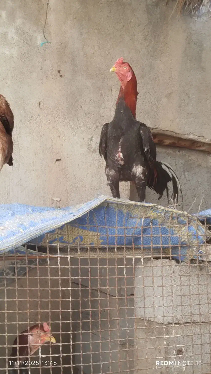 مرغ وخروس|حیوانات مزرعه|میناب, |دیوار