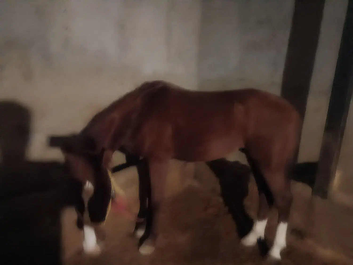 اسب|اسب و تجهیزات اسبسواری|زرین دشت (همدان), |دیوار