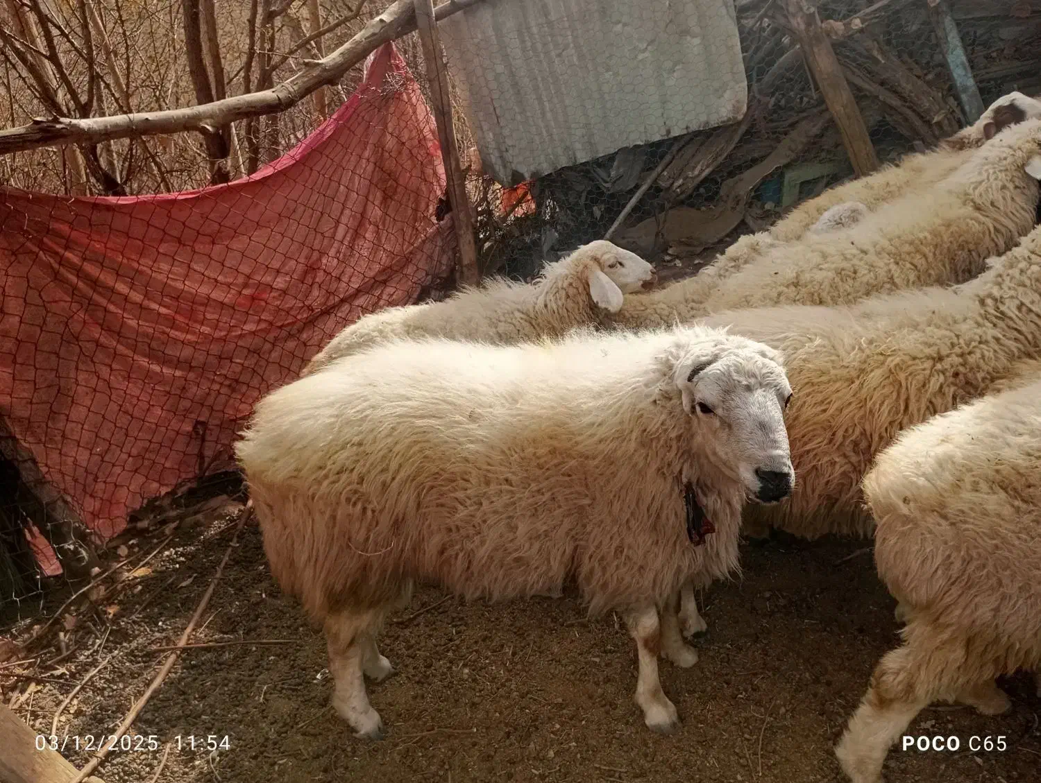 میش وقوش|حیوانات مزرعه|بردسیر, |دیوار