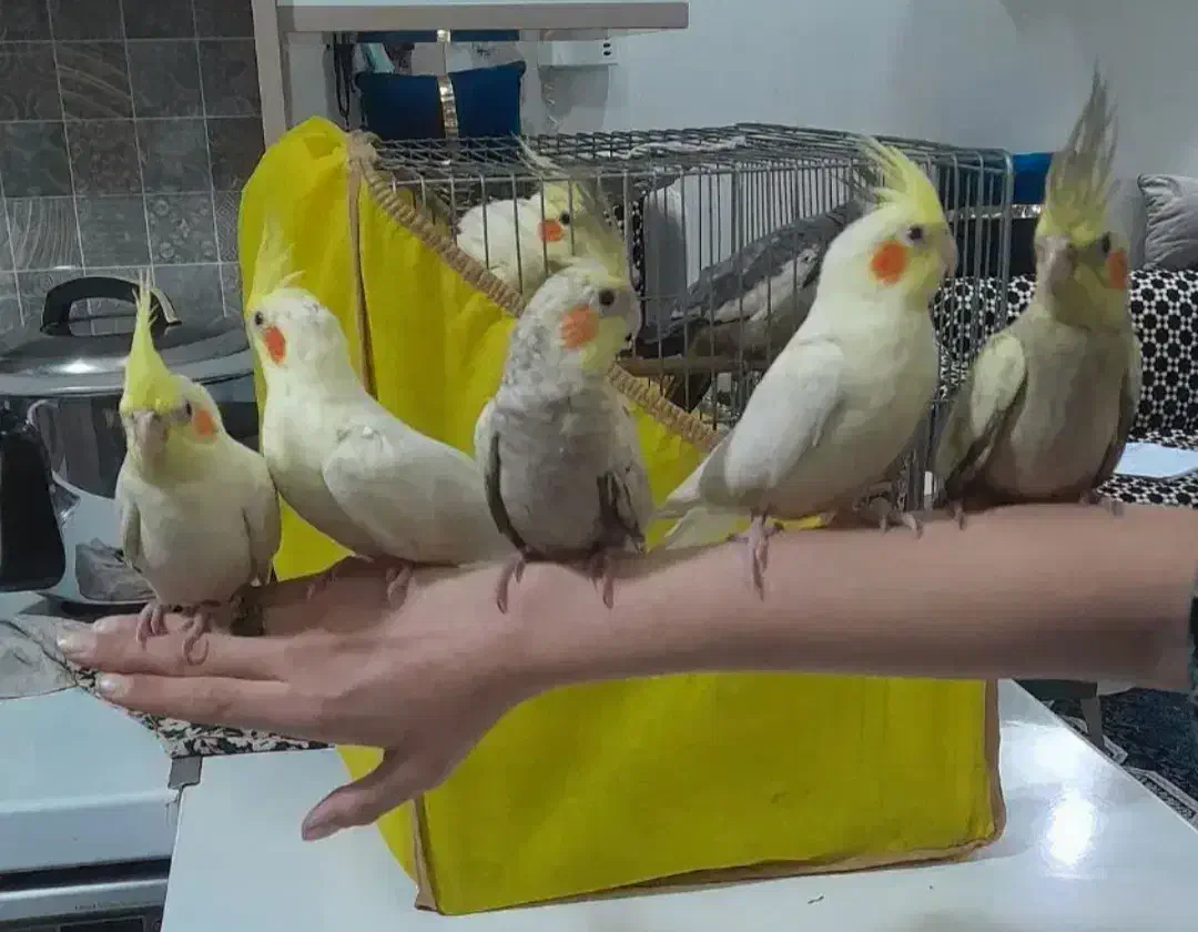 عروس هلندی|پرنده|قرچک, زیبا شهر|دیوار