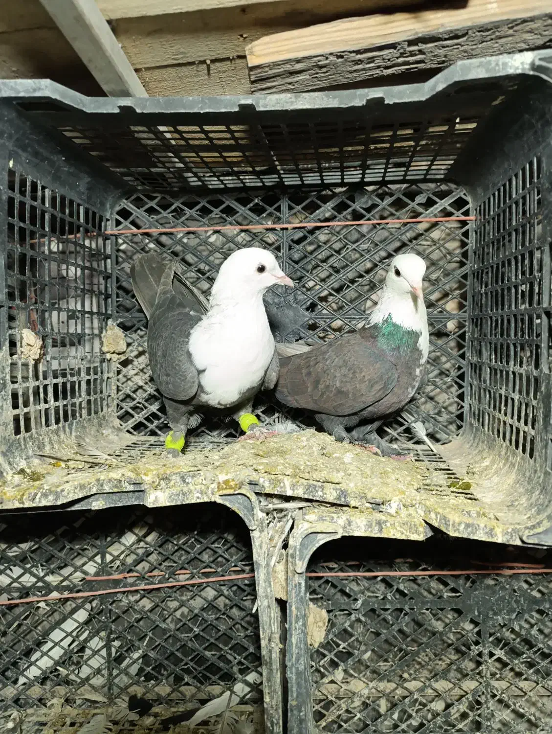 سه عده سر سفیده|پرنده|دشتابی, |دیوار